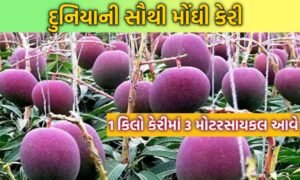 Miyazaki Mango Price