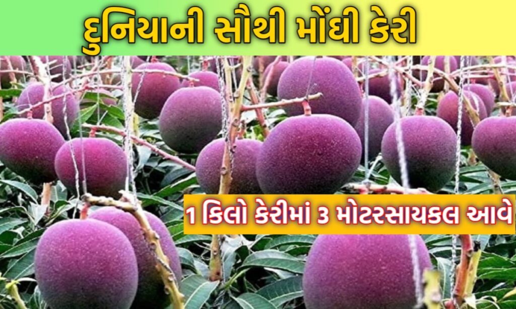 Miyazaki Mango Price